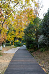 The autumn scenery of modern urban parks, where the leaves turn yellow, is very beautiful