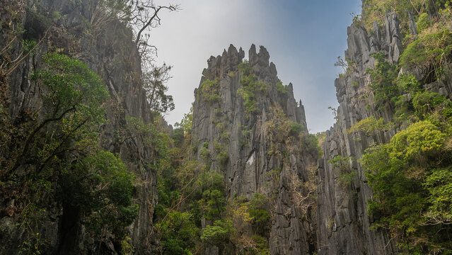 Picturesque karst rocks with bizarre sharp peaks against the blue sky. On the steep, furrowed slopes there is green tropical vegetation, trees with curved trunks. Philippines. Palawan.