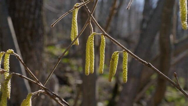 Southern Urals, spring forest, birch catkins.