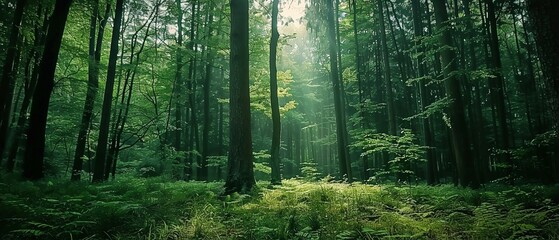 Fototapeta premium Forest sound bath, Earth Day relaxation, natural acoustics, immersive meditation, serene woodland