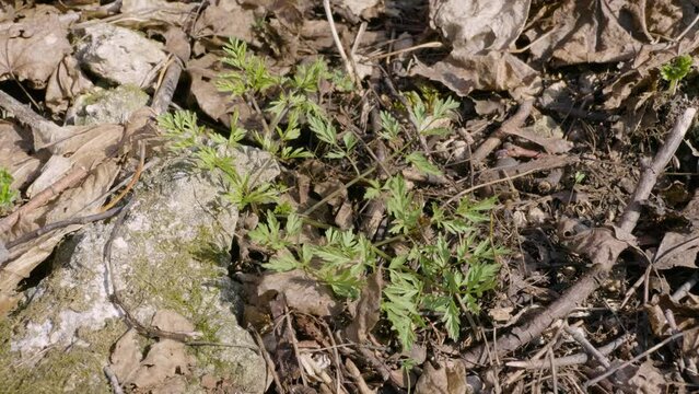 Southern Urals, shoots of tuberous butene (Chaerophyllum prescottii) in spring in the undergrowth.
