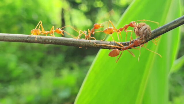 Ants help to carry food, Ant bridge unity team, Concept team work together. Red ants teamwork