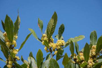 Leaves and buds on a laurel branch. bay tree.