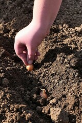 Hand of young girl carefully planting onion seedling into garden flower bed, sunlit by afternoon spring sunshine. 
