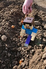 Obraz premium LEGO Minecraft large figure of main character Steve checking planted onions in garden soil, spring daylight sunshine. 