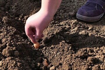 Hand of young girl planting onion into row in garden soil during spring planting work, daylight afternoon sunshine. 