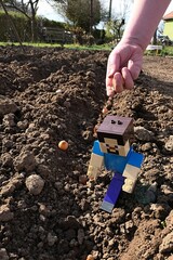 Obraz premium LEGO Minecraft figure of smiling Steve walking in garden soil, hand of young kit planting onions in background. Spring daylight sunshine. 