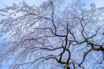 しだれ桜