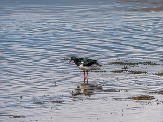 Pied Oystercatcher In Shallows