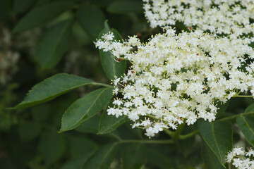 White elderberry blossom