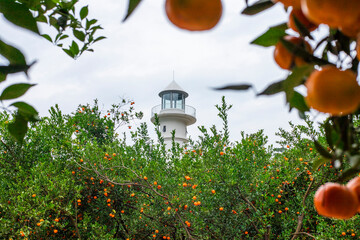 Looking up at the distant sky and lighthouse in the ripe citrus orchard