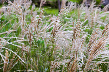 The wild grass or reeds grow lush