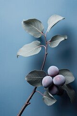 Plum fruits brunch on light blue background. Macro photography.