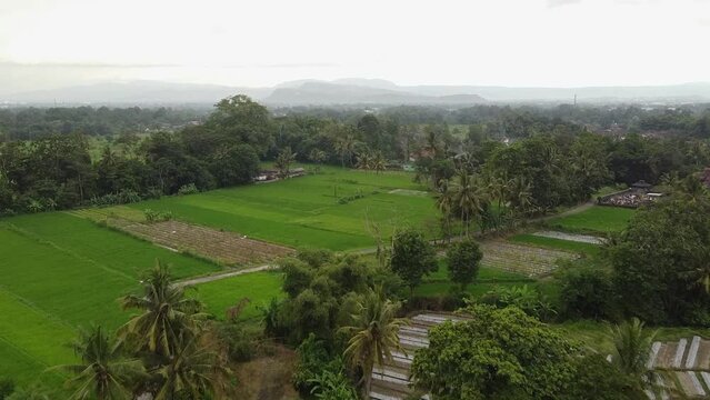 Aerial footage of beautiful rice fields in the village