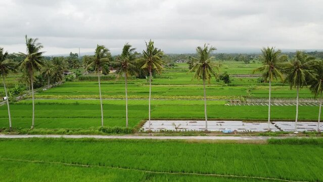 Overcast in the afternoon in rice fields and rural areas