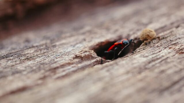 Close-up capture of Pyrrhocoris apterus in mating process on the textured surface of tree bark, showcasing entomological behavior and natural habitat