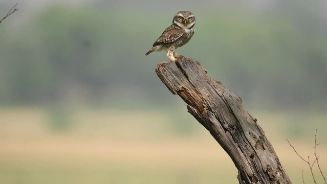 Spotted Owlet Landing on Dead tree in morning