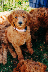 Goldendoodle puppy with pink and white collar sitting on grass