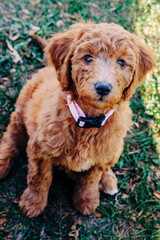 Goldendoodle puppy with pink and white checkered collar sitting