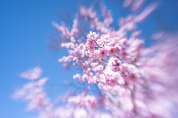 Closeup of pink plum blossoms in spring garden in Washington, D.