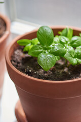 Fototapeta premium Basil planted in terracotta pot
