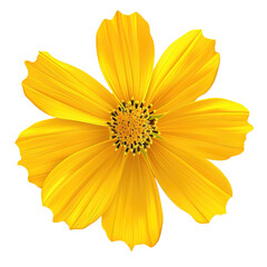 Obraz premium Orange Cosmea Rose with Green Stem isolated on a Transparent Background. Generative AI