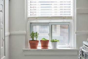 Kitchen herbs on window ledge in pots