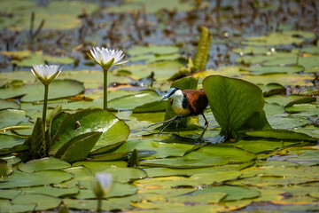 African jacana running across lily pads