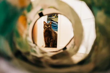 Tuinposter Havana brown cat inside looking through toy tunnel © Cavan
