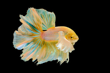 Yellow halfmoon dumbo ear betta fish