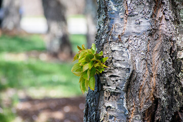 New green leaves sprouting from the trunk of a mature tree.