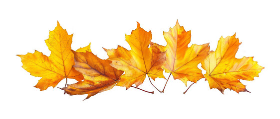 Vibrant autumn maple leaves with intricate details and transparency for seasonal designs.
