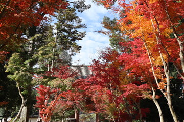 Nio Gate and autumn leaves in Daigoji Temple, Kyoto, Japan
