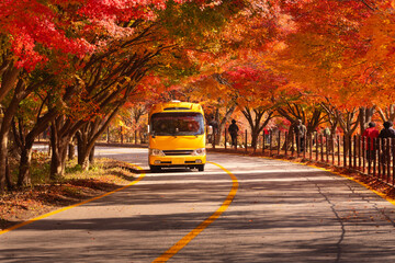 Scene of red Korean maple leaves in nature park with the Autumn sunshine, Seoul, South Korea 