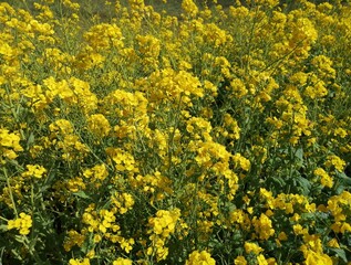 field of dandelions