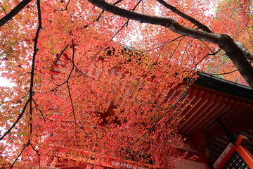 Benten-do and autumn leaves in Daigoji Temple, Kyoto, Japan