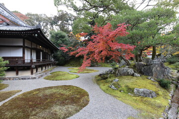 Fototapeta premium Japanese garden and autumn leaves in Daigoji Temple Sanbo-in, Kyoto, Japan