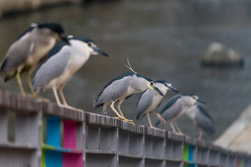 Group of the night herons stand on the stone railing in Hong kong