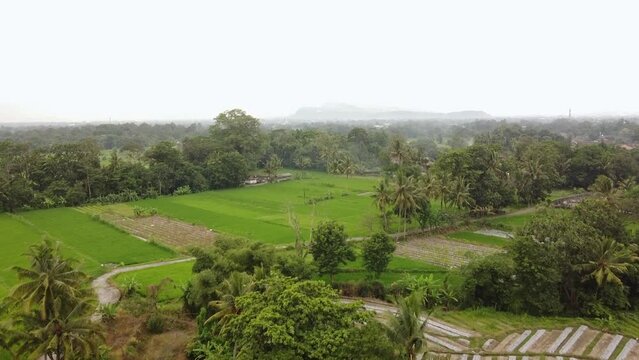 Village behind rice fields and trees