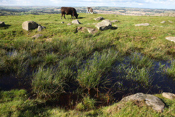 Along the Hadrian's wall between Twice Brewed and Chollerford - Northumberland - England - UK