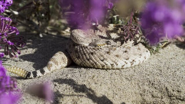 Rattlesnakes out of den among spring wildflower bloom in Anza Borrego Desert State Park in California