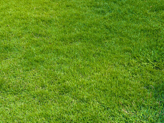 Fresh lawn texture at the garden for a natural background