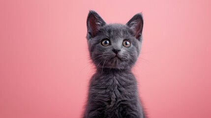 cute little british short hair kitten cat on a pink studio background - obrazy, fototapety, plakaty