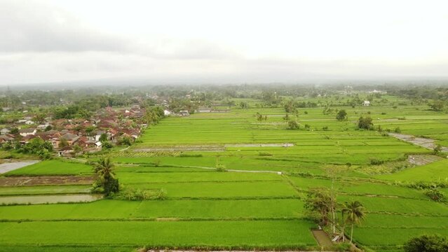 Aerial footage of rice fields at the edge of a small village