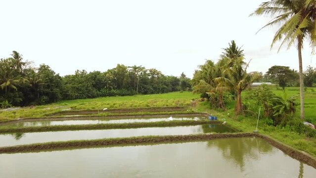Flying over a fish pond in the middle of rice fields