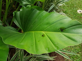 allocasia leaf texture.