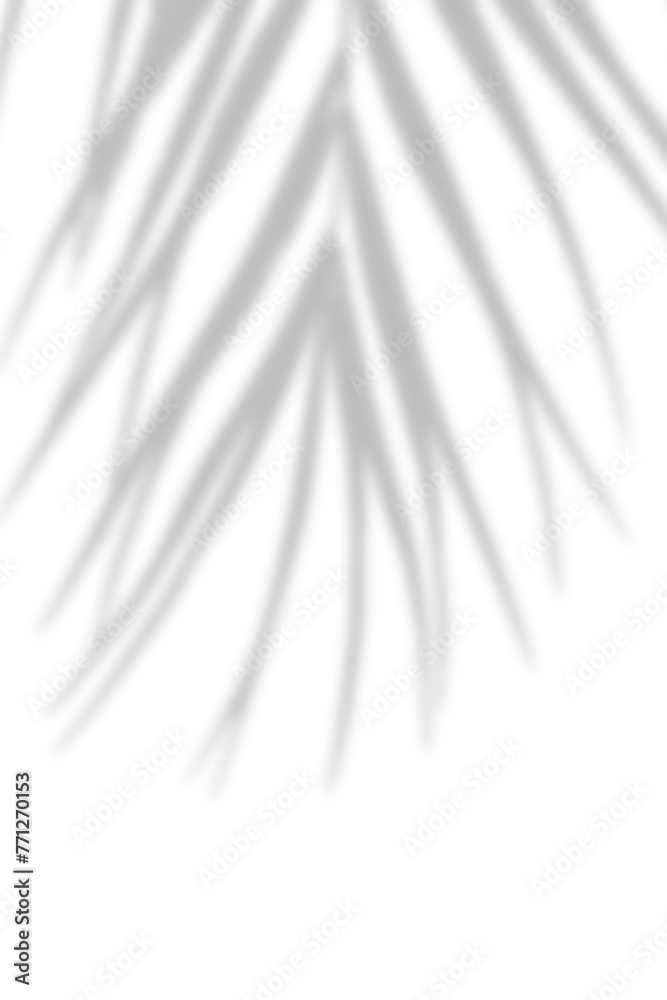 Wall mural natural shadow from palm leaf isolated on transparent background. tree branch shadow effect overlay.