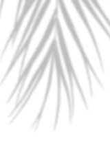 Natural shadow from palm leaf isolated on transparent background. tree branch shadow effect...