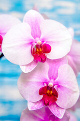 A branch of purple orchids on a blue wooden background

