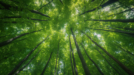 Fototapeta premium Forest, lush foliage, tall trees at spring or early summer - photographed from below.